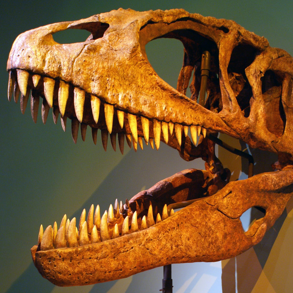 A Carcharodontosaurus skull.