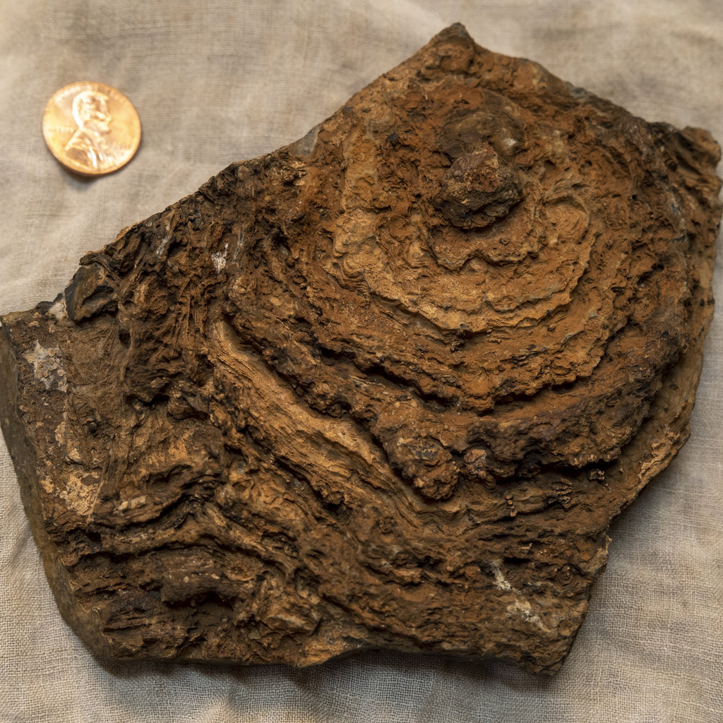 Stromatolites: The Earliest Life