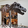 Top 10 Most Incredible Dinosaur Fossils Ever Discovered!