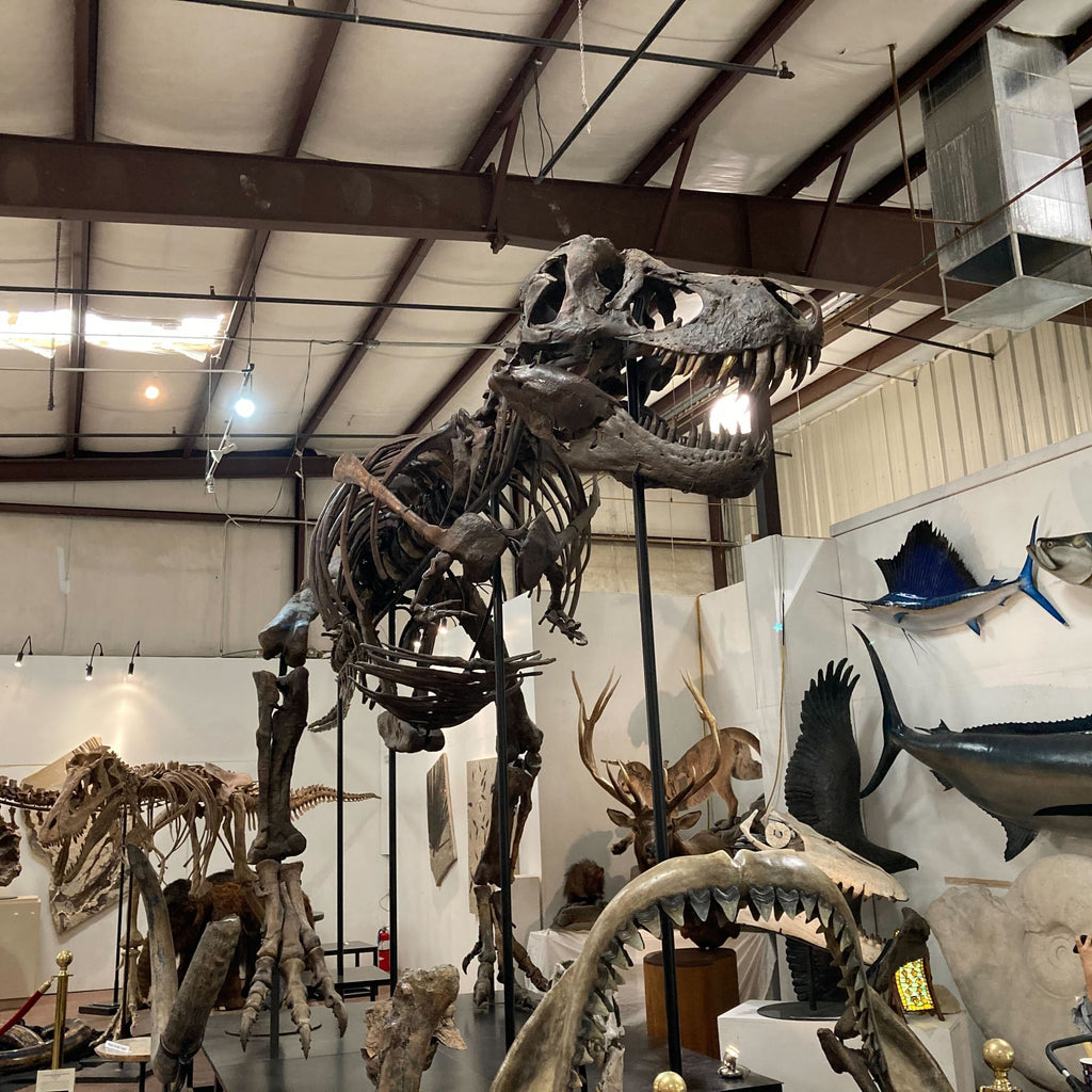 A fully-assembled Tyrannosaurus rex standing among other specimens.