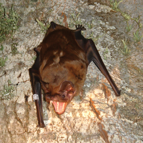 Scientists Record a Bat Catching Birds Mid-Flight!