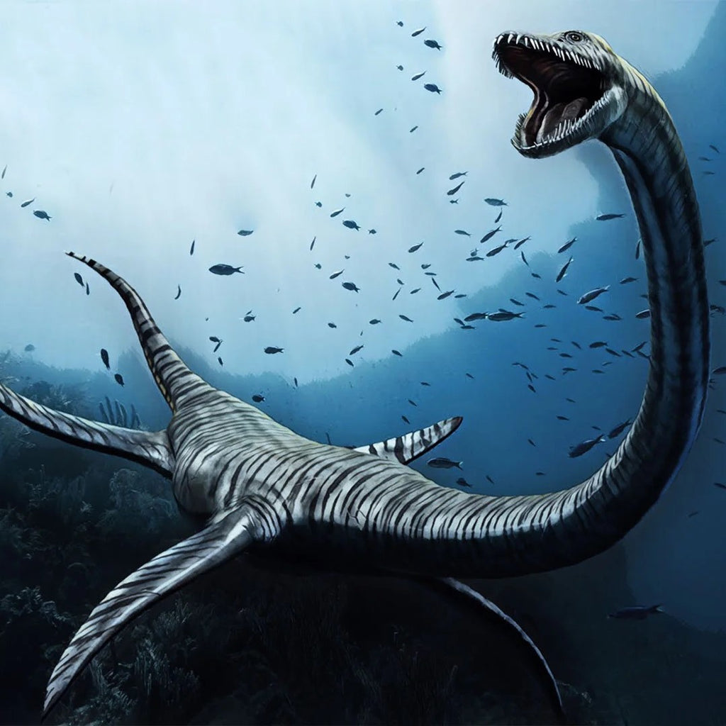 An illustration of a Plesiosaur.