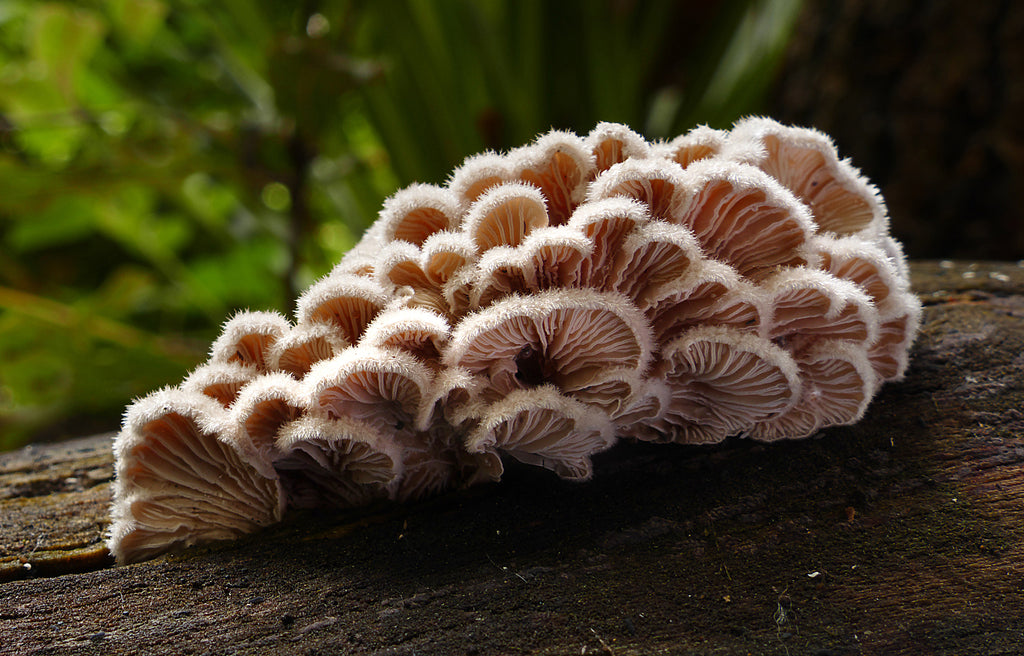 A Friend in Fungus