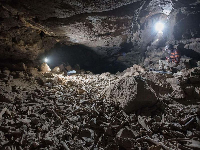 Hyena Housecleaning: Thousands of Bones Discovered in Lava Tube Den