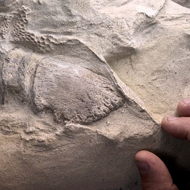 Scientists Discover Hooves and Skin in Preserved Dinosaur "Mummies!"