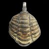 Scientists Discover First Ever Ancient Roman Trilobite!