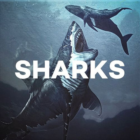 Megalodon & Ancient Sharks