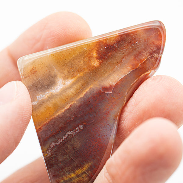 Petrified Wood