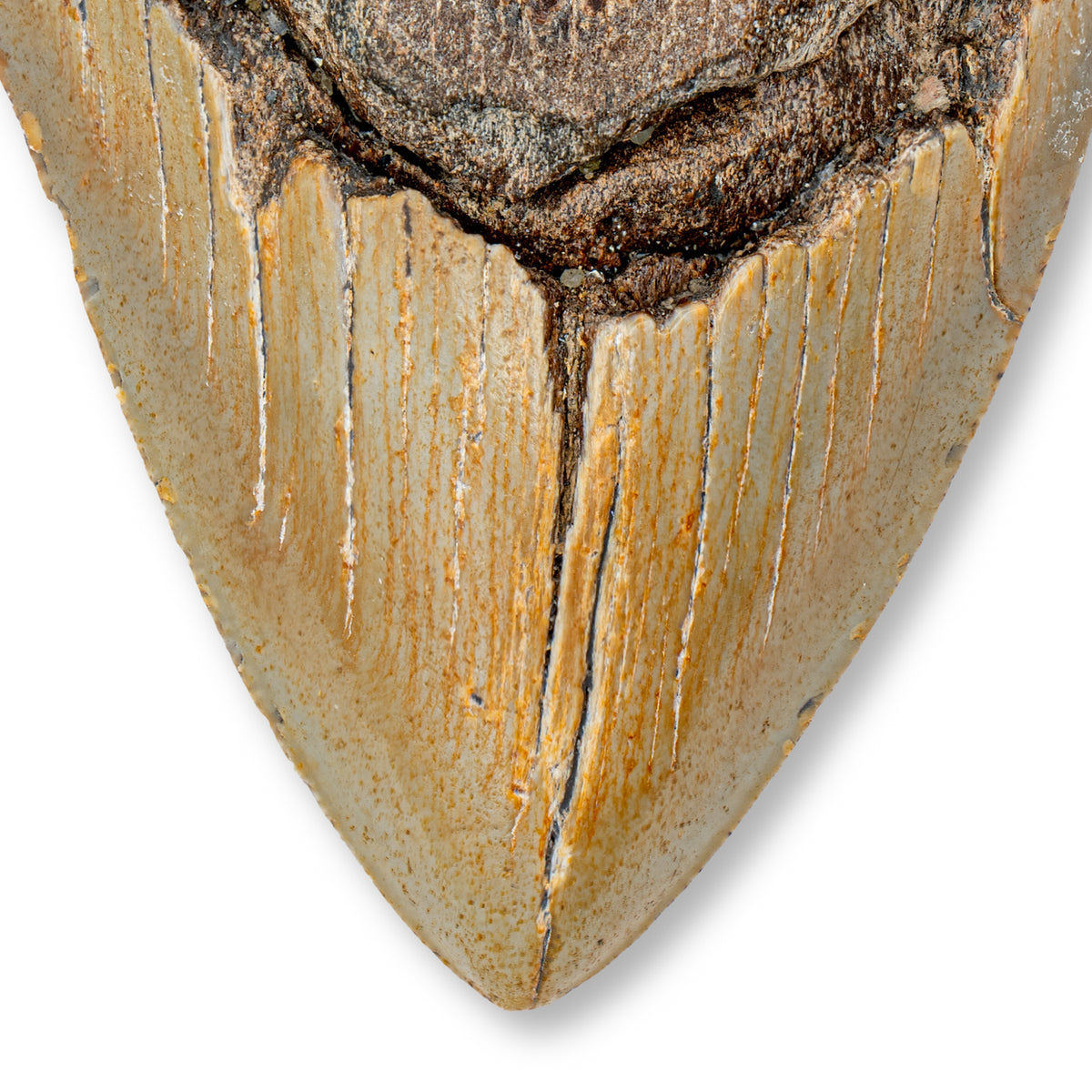 Megalodon Tooth - 5.24" Natural