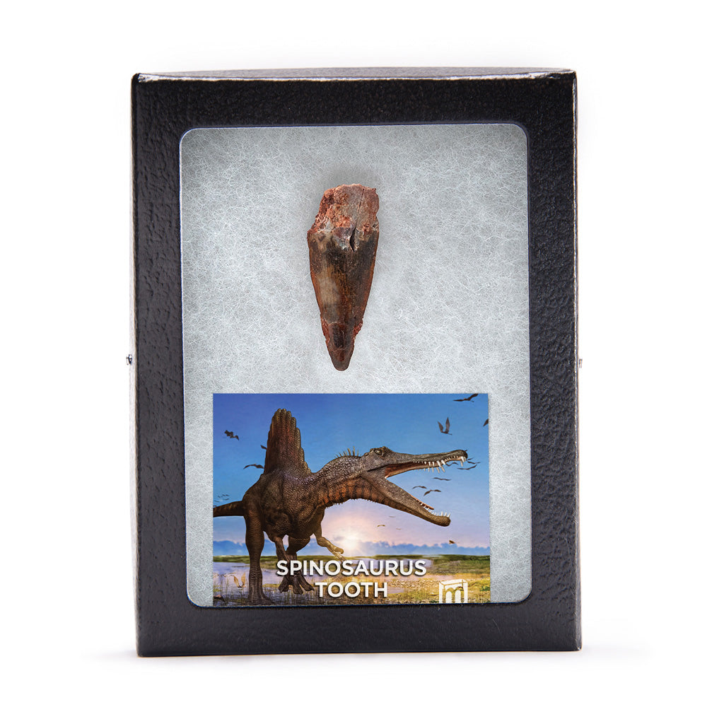 Spinosaurus Tooth - Classic Boxed Specimens
