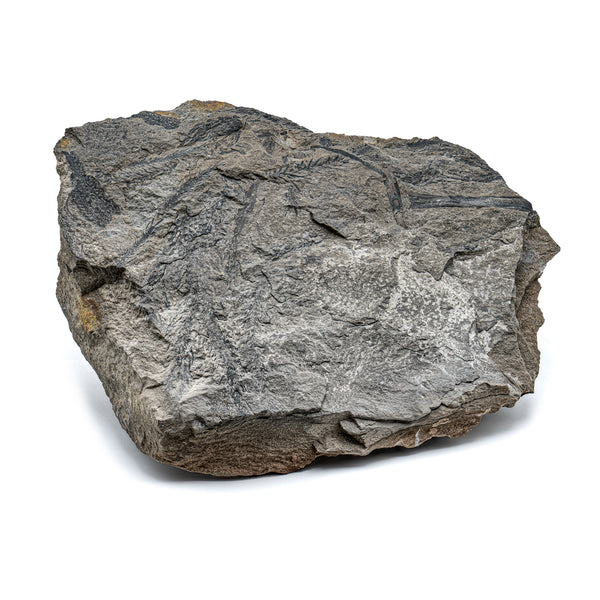 Carboniferous Fossil Plants