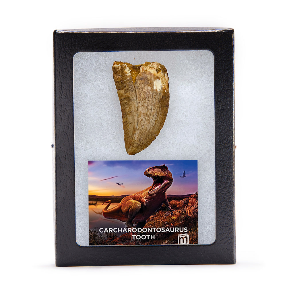 Carcharodontosaurus Classic Riker Boxed Teeth