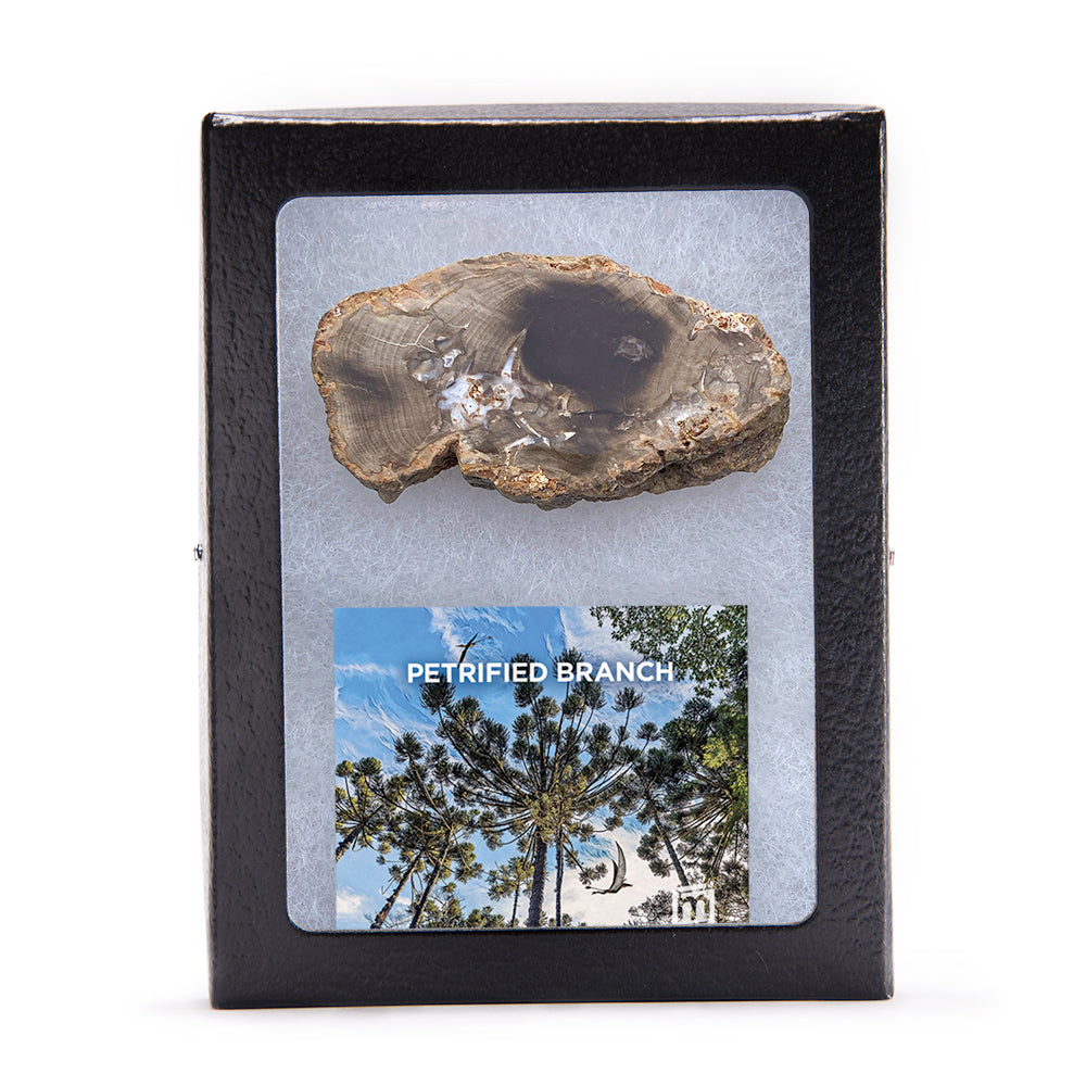 Petrified Wood Slice 'AAA Grade' Display Specimen: Choose Size & Amount  (Premium Quality 'AAA' Grade Display Specimens)