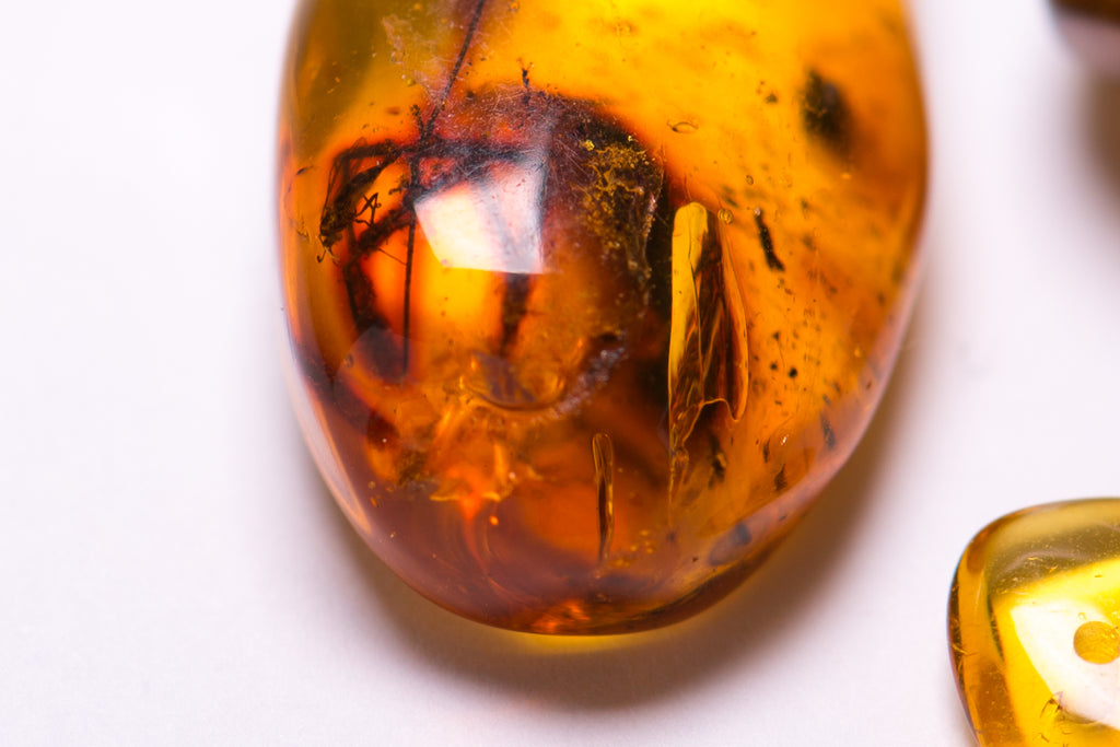 Macro image of Large Insect in Amber Specimen
