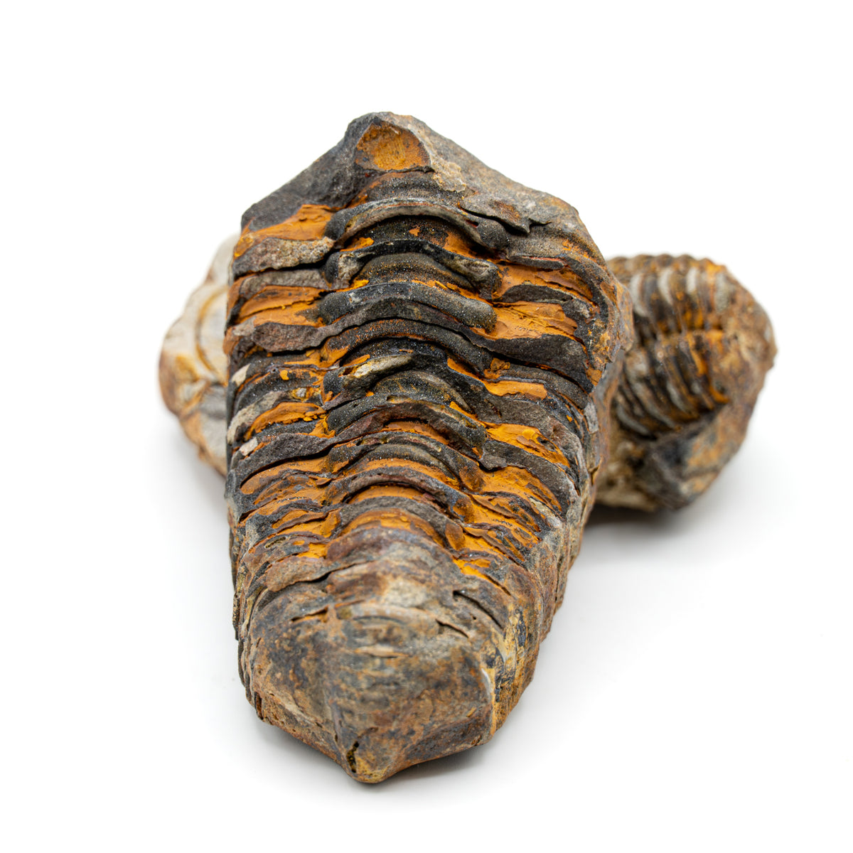 Trilobite shop best sale