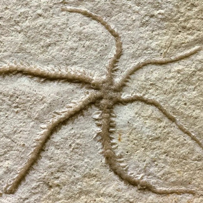 A Brittlestar Specimen Fossilized During Cloning