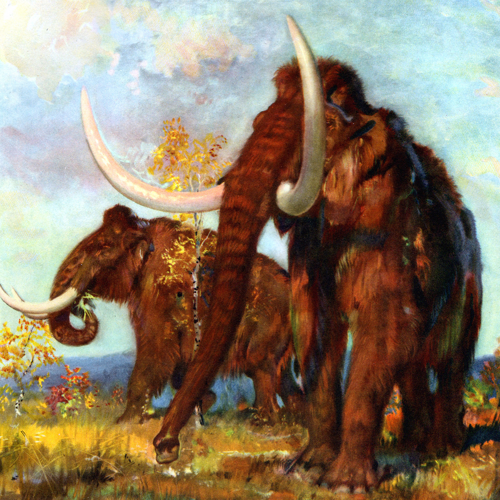 Woolly Mammoths: Giants of the Pleistocene