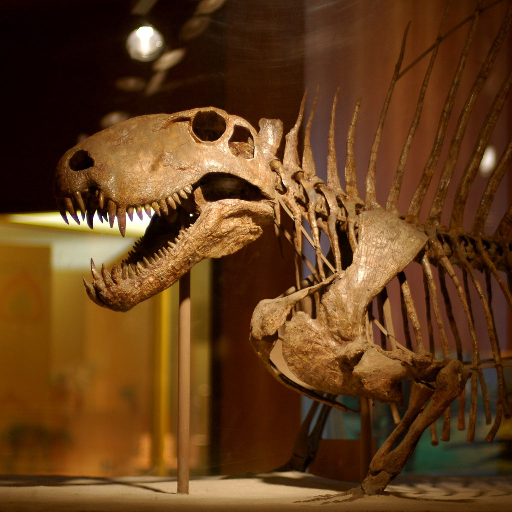 Dimetrodons: Deadly Mammalian Ancestors