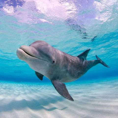 Humans and Dolphins Make a Great Fishing Team