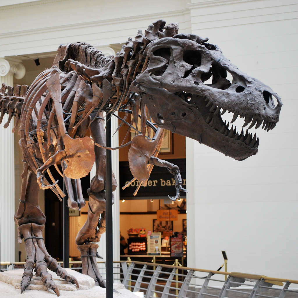 Top 10 Most Incredible Dinosaur Fossils Ever Discovered!