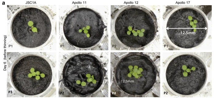 Scientists Use Lunar Regolith Soil to Germinate Seeds in Moon Dirt