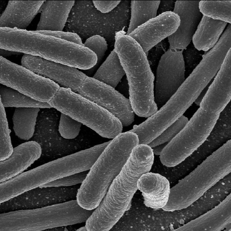 The Galaxy in Your Gut: Microbes and Humans