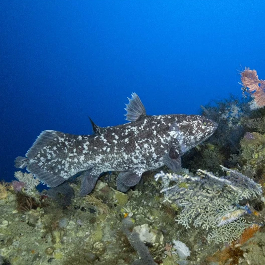 Scientists Capture First Ever Recording of a Live Coelacanth in Indonesia!