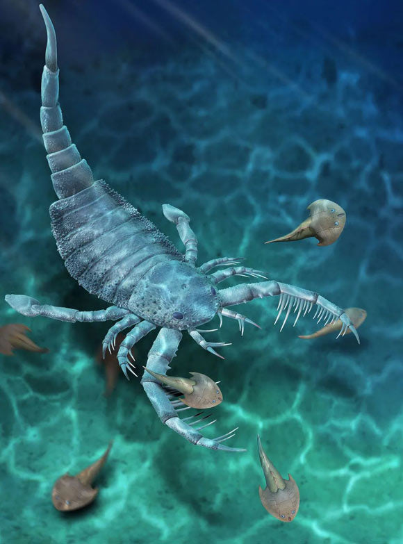 A Prehistoric Super Scorpion!