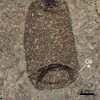 Scientists Discover First Fossilized Leech!