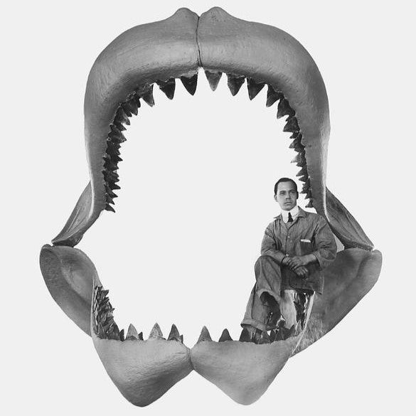 Is the Megalodon Still Alive? (Nope)