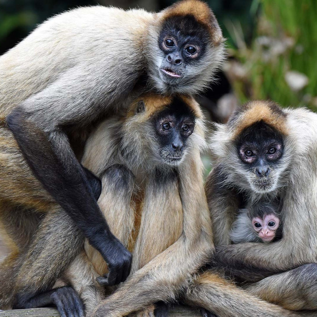 monkey_sacrific_1024x1024.jpg?v=1677263864