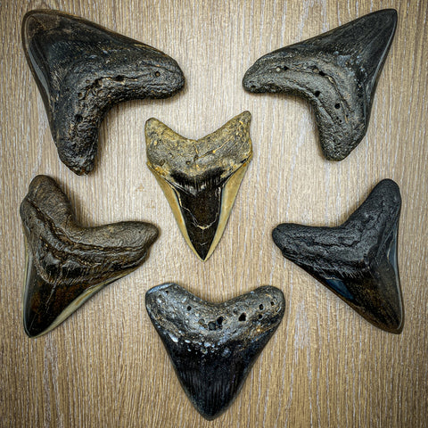 Hunting Megalodon Teeth - World's Biggest Shark