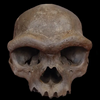 Learn About The Newly Discovered Species of Early Humans!