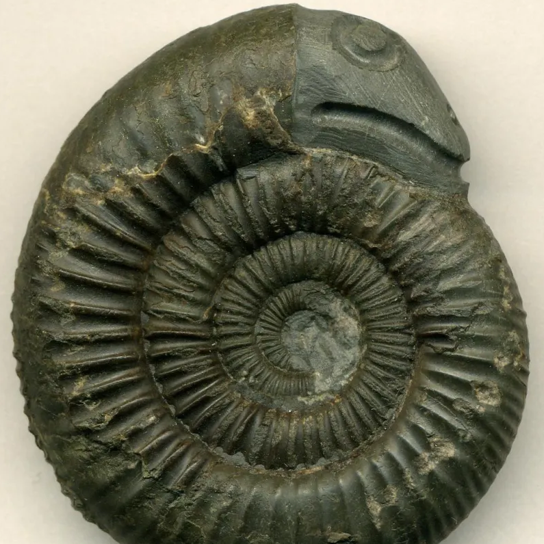 Snakestones, Shaligrams, Ammonites, Oh My! All About Ammonites