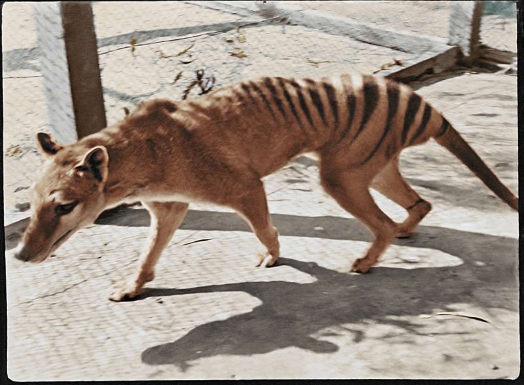 Thylacine Remastered!