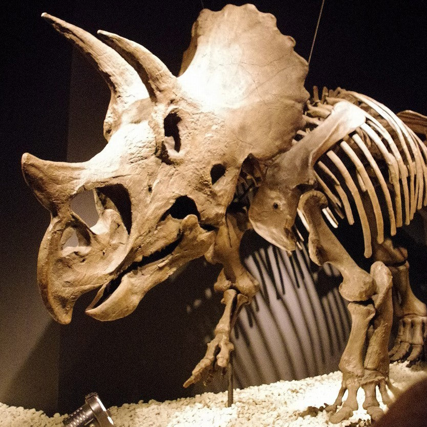 A Triceratops skeleton.