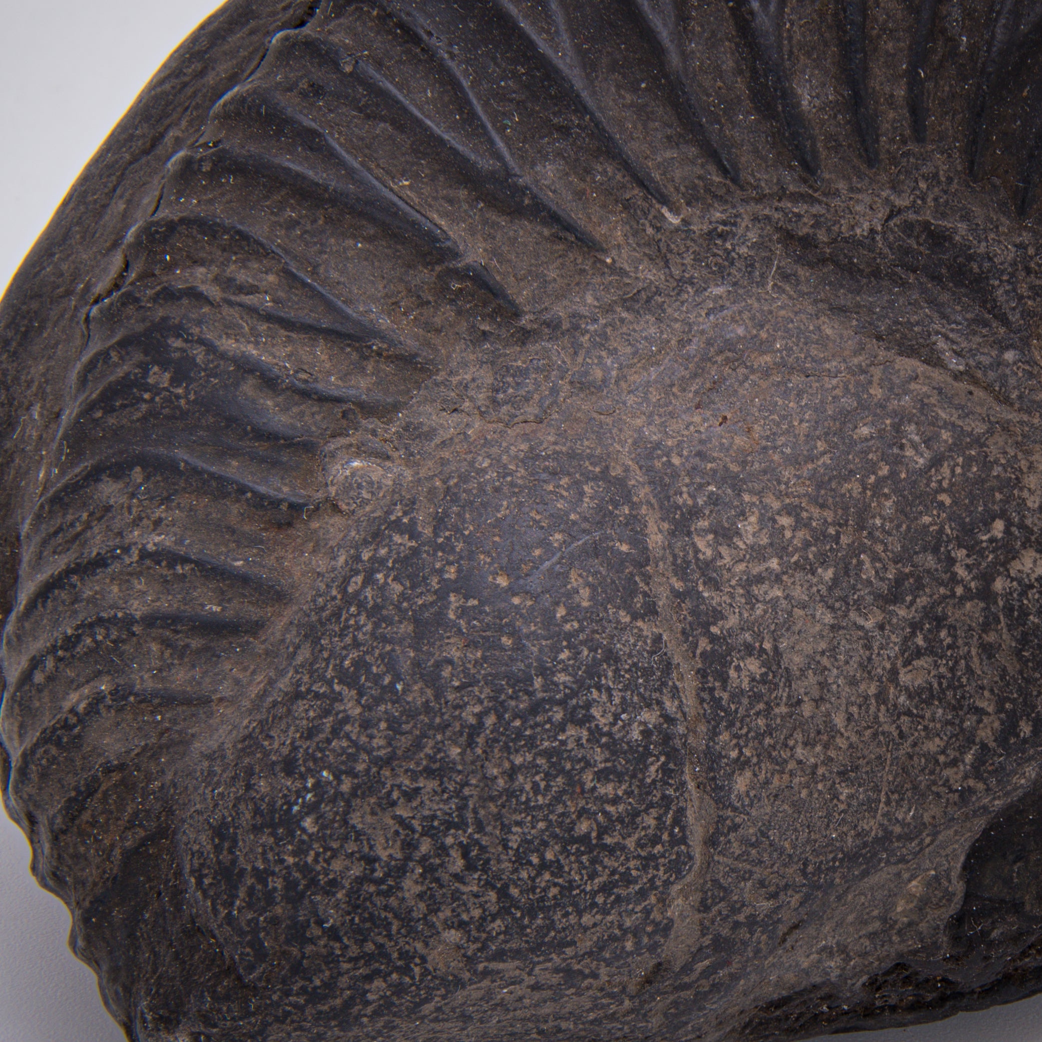 Tethys Ocean Floor Collectible Specimen - Mini Museum