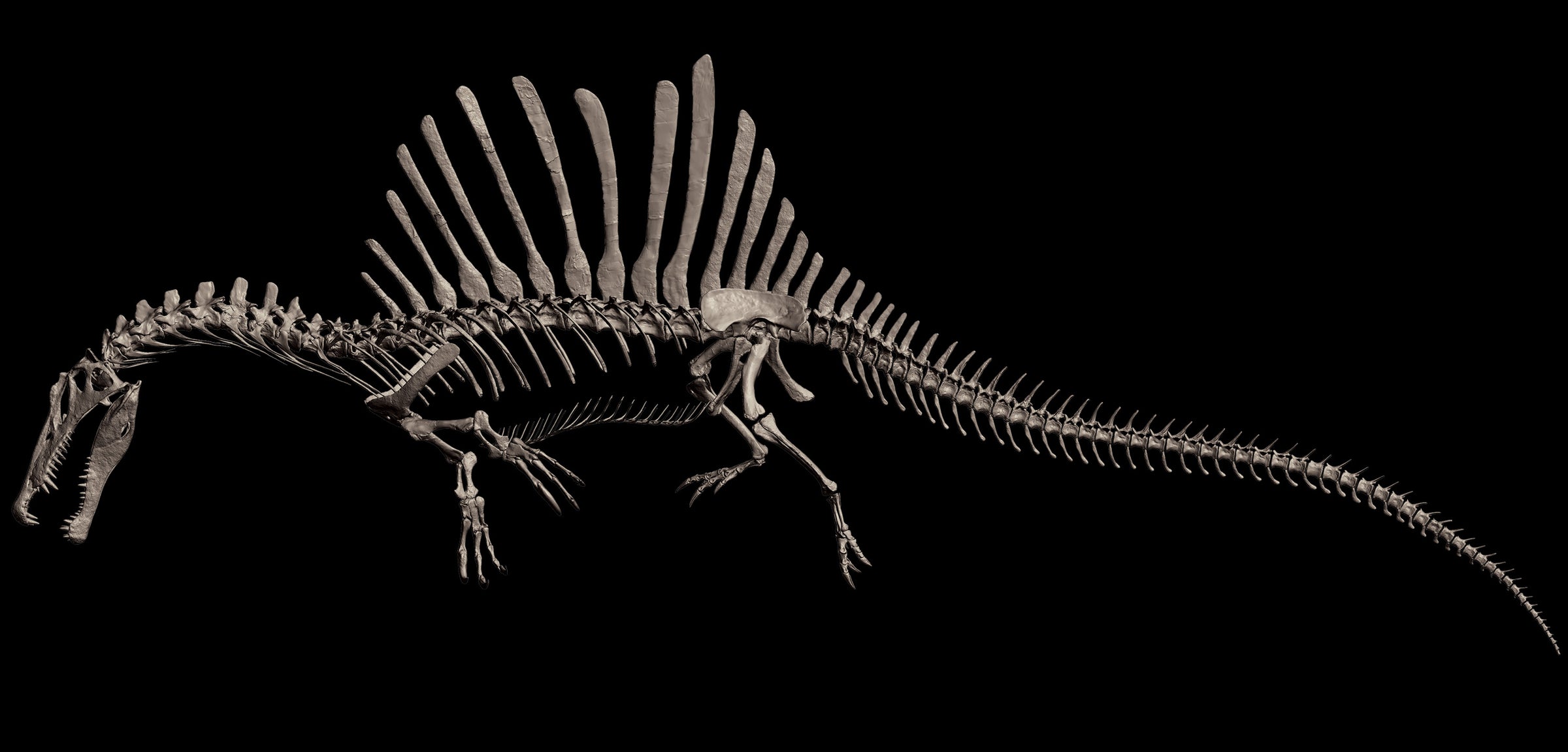 Spinosaurus Tooth Natural Wear Fossil - Main Image