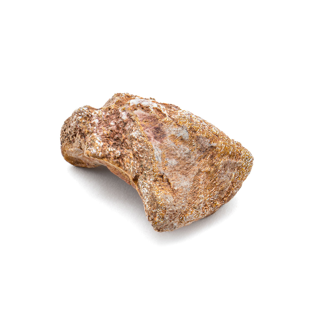 Dimetrodon 0.72" Neural Spine Fragment