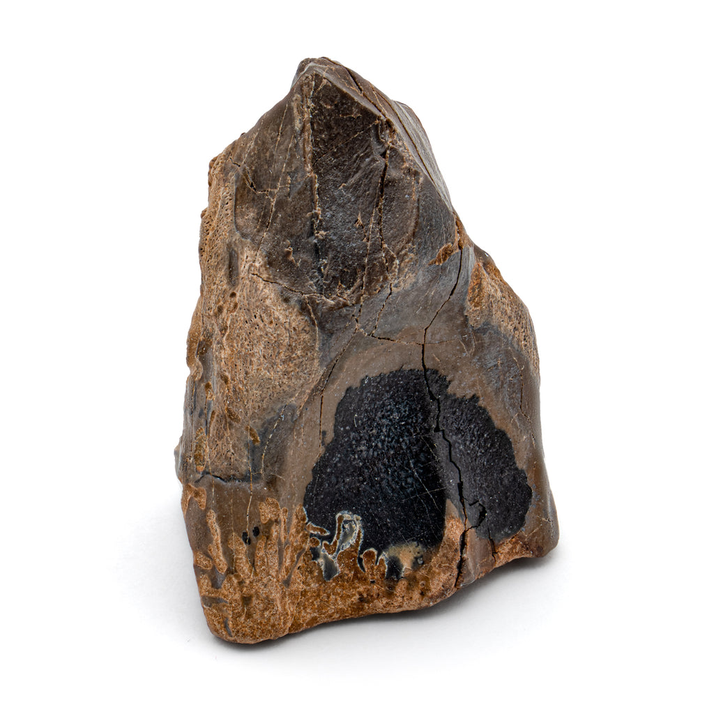 Triceratops Tooth - SOLD 0.87"