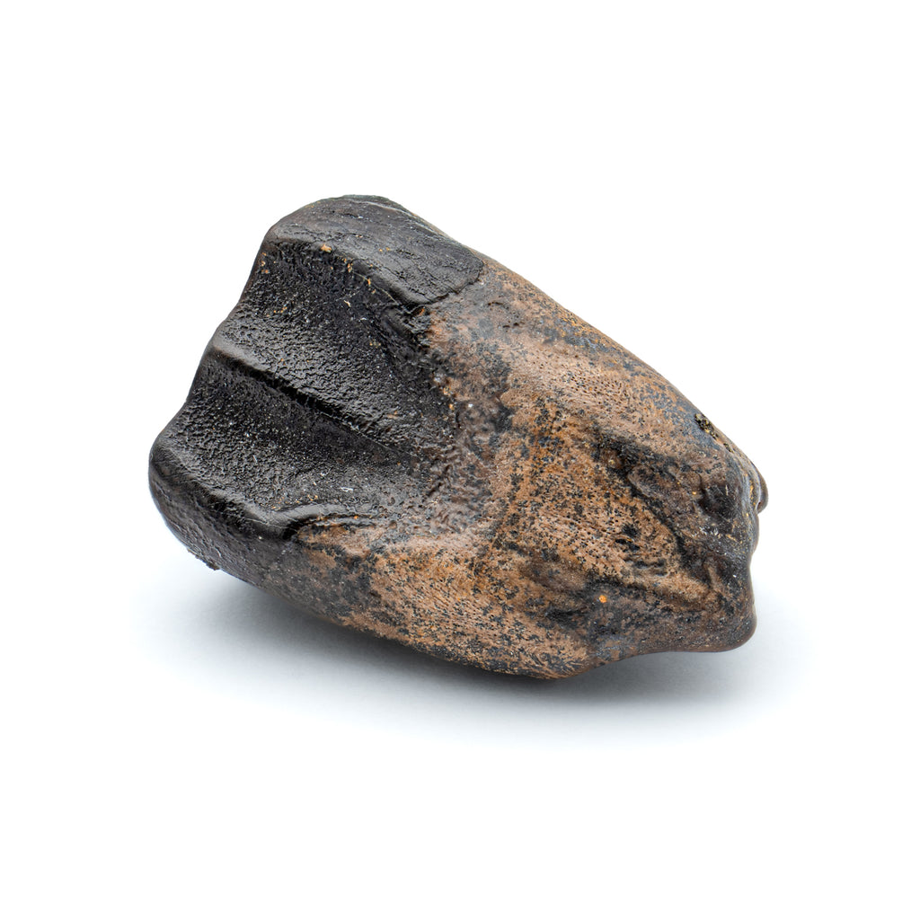 Triceratops Tooth - SOLD 0.90"