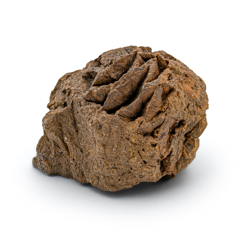 Hell Creek Dawn Redwood - 0.97" Fossilized Metasequoia Cone
