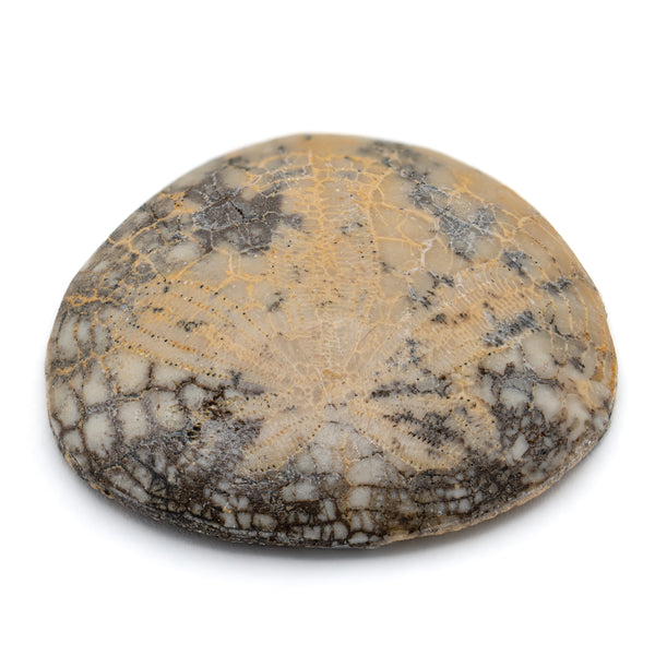 Dendraster Gibbsii - Fossilized Sand Dollar - 1.018