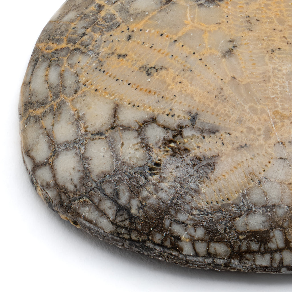 Dendraster Gibbsii - Fossilized Sand Dollar - 1.018