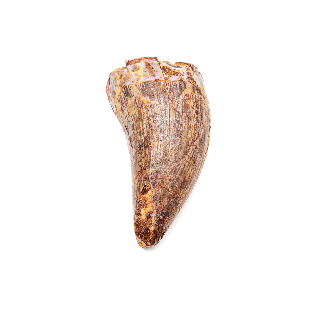 Phytosaur Tooth - 1.07"