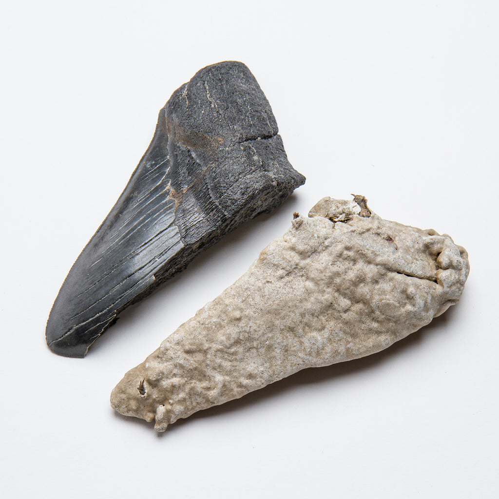 Megalodon Natural Fossil Teeth - Mini Museum