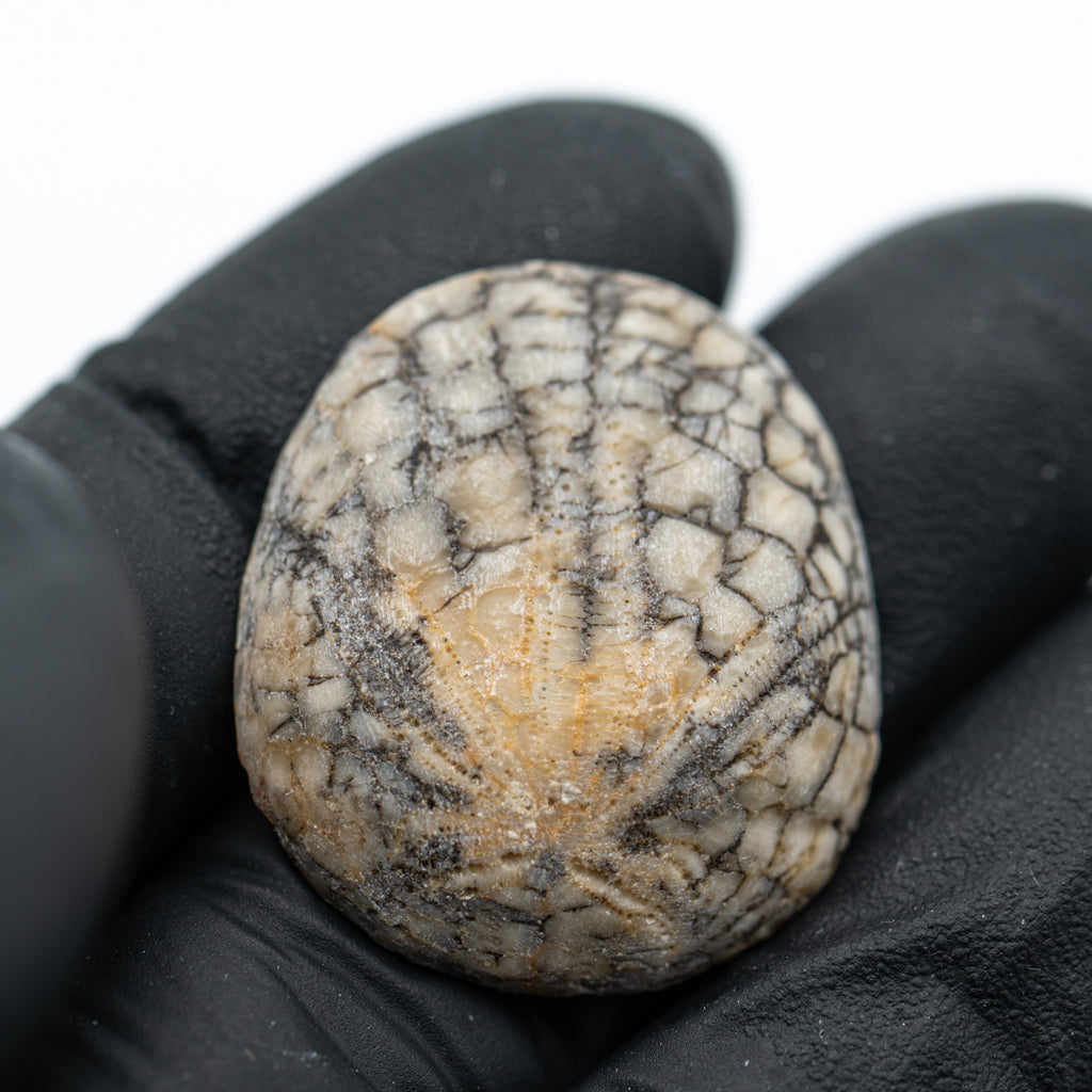 Dendraster Gibbsii - Fossilized Sand Dollar - SOLD 1.134