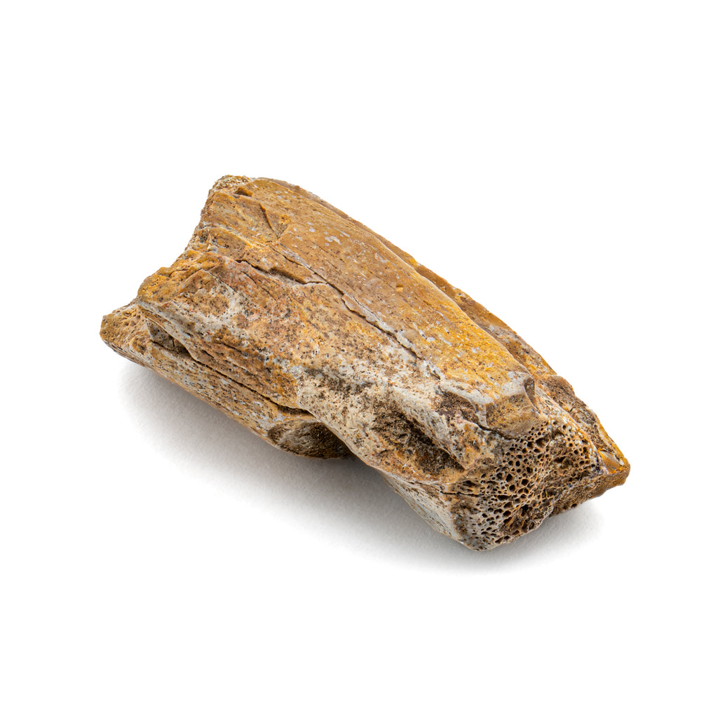 Dimetrodon 1.17" Neural Spine Fragment