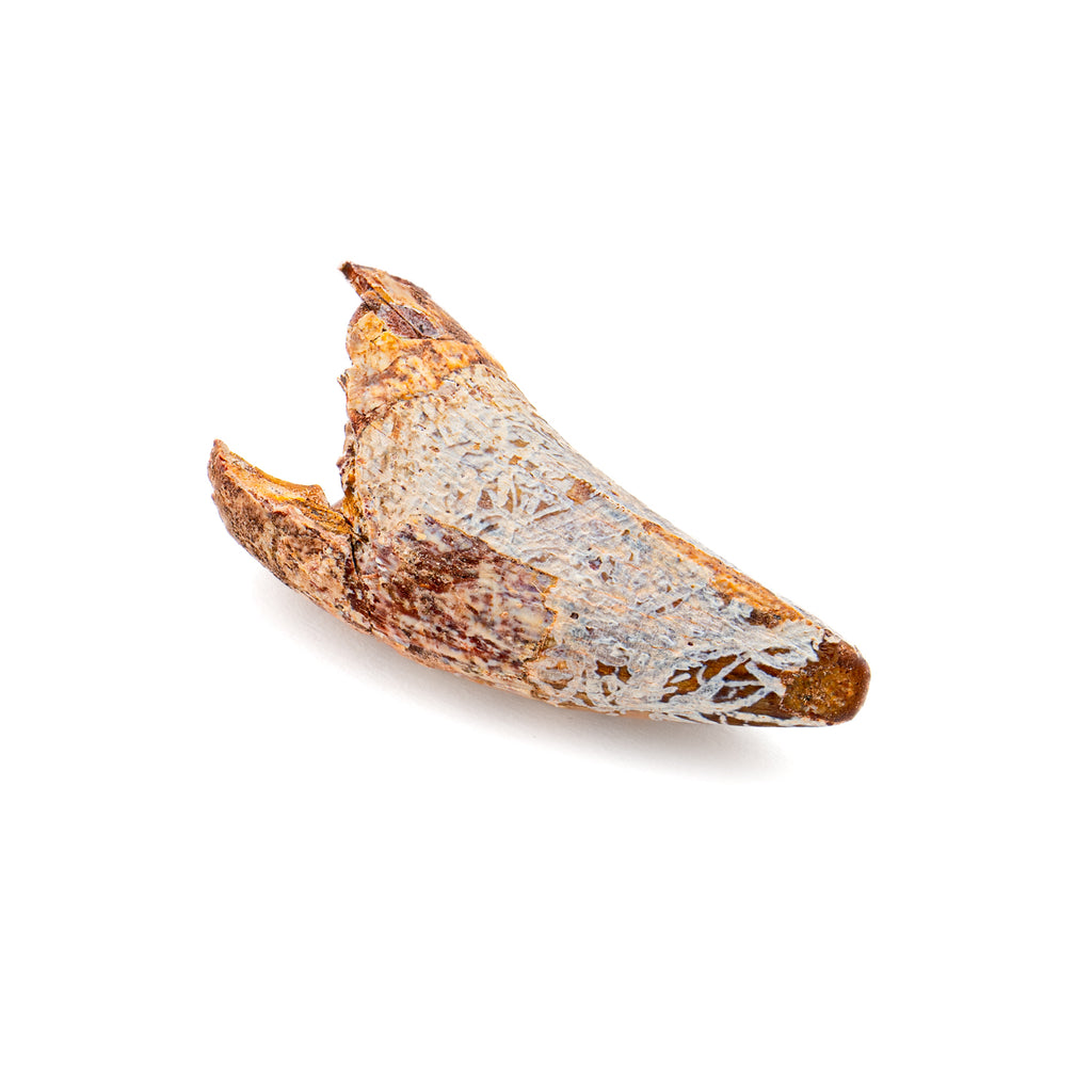 Phytosaur Tooth - 1.17"