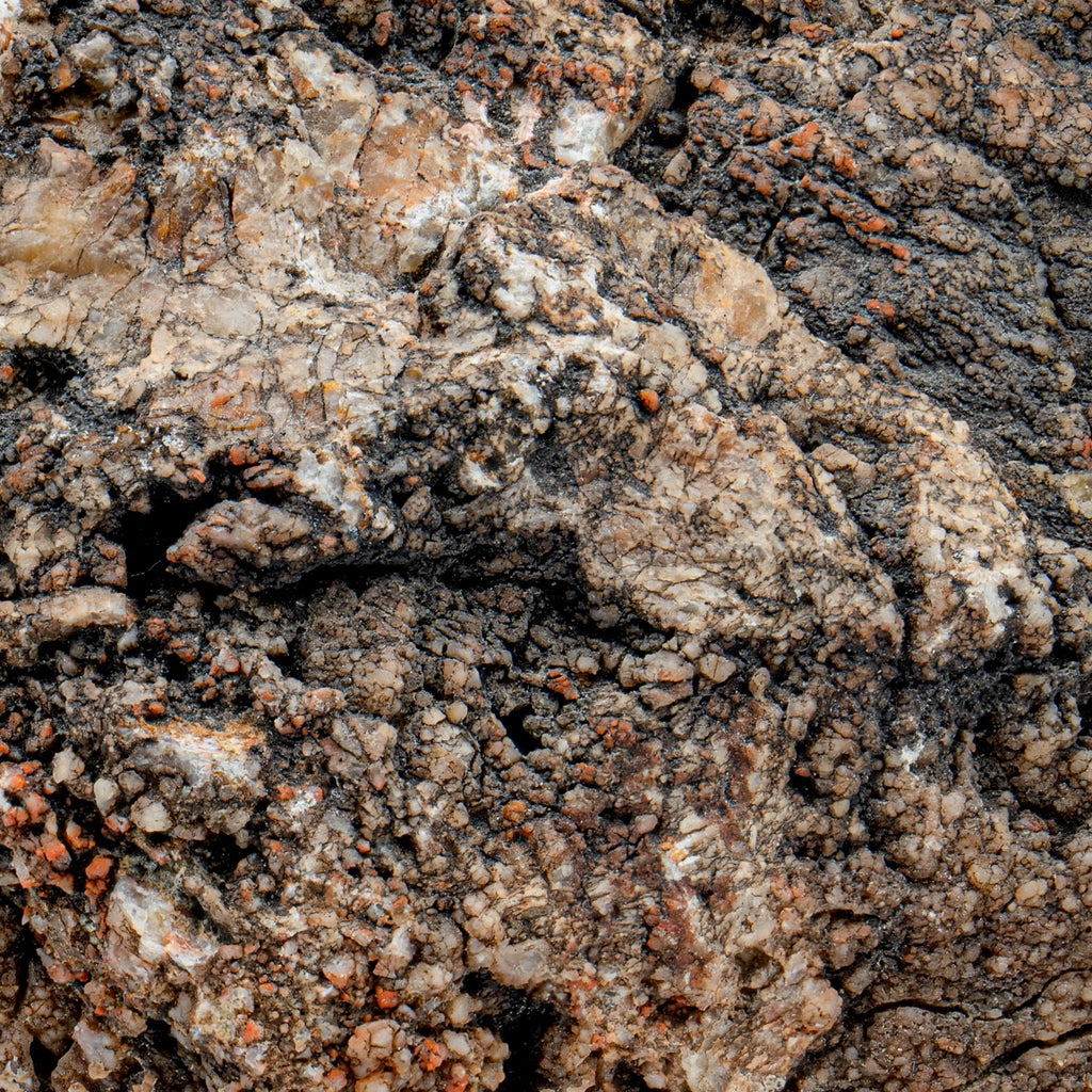 Dinosaur Dung (Coprolite) - 10.9oz 11" CIRCUMFERENCE
